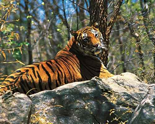 Periyar-Tiger-Reserve-Kerala-Tour-Package